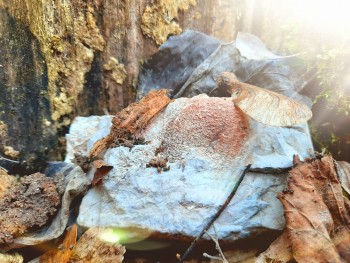 Versteinerter Stein im Wald